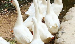 八鹅吃瓜菌娱乐圈,娱乐圈风云录